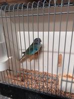 Splendit pop, Vrouwelijk, Parkiet