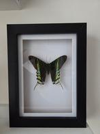 Opgezette vlinders div. Soorten 25 euro per stuk, Huis en Inrichting, Woonaccessoires | Lijsten, Ophalen, Minder dan 50 cm, Nieuw