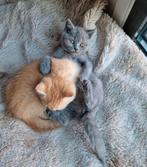 Raszuivere | Blauw Britse Korthaar | Kitten, Dieren en Toebehoren, Katten en Kittens | Raskatten | Korthaar, Poes, Gechipt