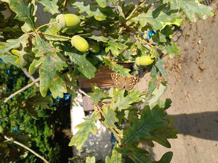 Tuinman nodig?, Diensten en Vakmensen, Tuinmannen en Stratenmakers