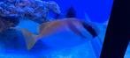 Konijnvis zeeaquarium, Dieren en Toebehoren, Overige typen