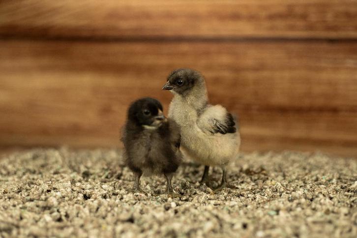 Orpington kriel kippenkuikens | Gesekst en Ingeënt, Dieren en Toebehoren, Pluimvee, Kip, Vrouwelijk