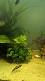 AQUARIUM, VISSEN ÉN PLANTEN!, Dieren en Toebehoren, Vissen | Aquariumvissen, Vis, Zoetwatervis