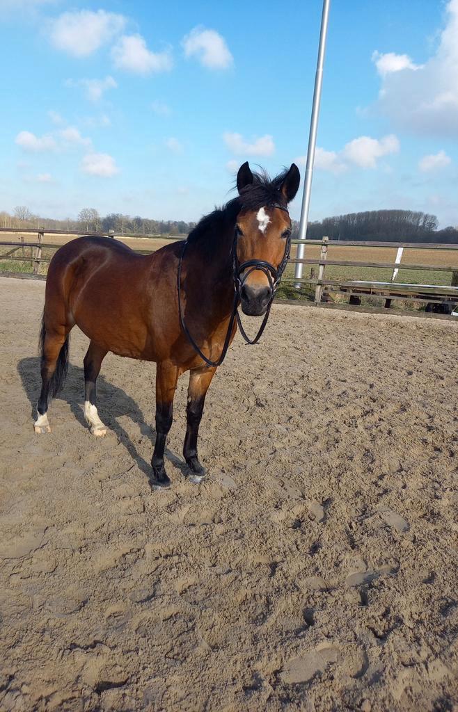 Pensionstal gezocht, omgeving Tiel, Dieren en Toebehoren, Stalling en Weidegang