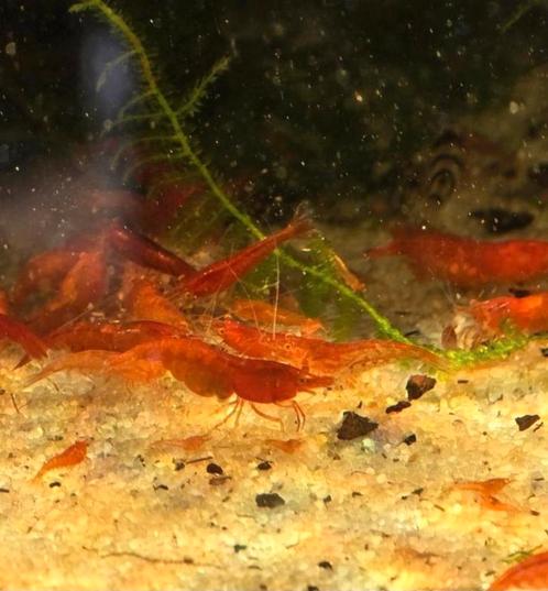 RODE GARNALEN MET ORANJE OGEN OP LEIDINGWATER, Dieren en Toebehoren, Vissen | Aquariumvissen, Kreeft, Krab of Garnaal