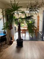 Grote Palm, Ophalen, 200 cm of meer, Palm, Halfschaduw