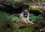 Oud Duitse Herder teef te koop, Rabiës (hondsdolheid), 1 tot 2 jaar, Teef, Eén hond