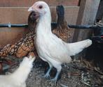 Jonge geelwit gezoomde sebright hennen, Dieren en Toebehoren, Pluimvee, Vrouwelijk, Kip