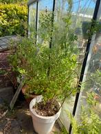 MOOIE GROTE SPIEREA BILLIARDII, Ophalen, Zomer, Overige soorten, Volle zon