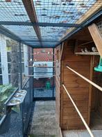 Zebravinken 20 stuks ook witte, Dieren en Toebehoren