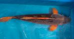 Hi Asagi / Hi Matsuba 70cm koi, Karper of Koi