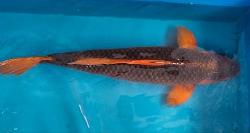 Hi Asagi / Hi Matsuba 70cm koi, Dieren en Toebehoren, Vissen | Vijvervissen, Karper of Koi