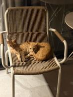 2 lieve rode kittens, Dieren en Toebehoren, Meerdere dieren