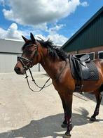 Prestige dresuurzadel/wintec veelzijdigheid zadel, Dieren en Toebehoren, Ophalen, Zo goed als nieuw, Dressuur