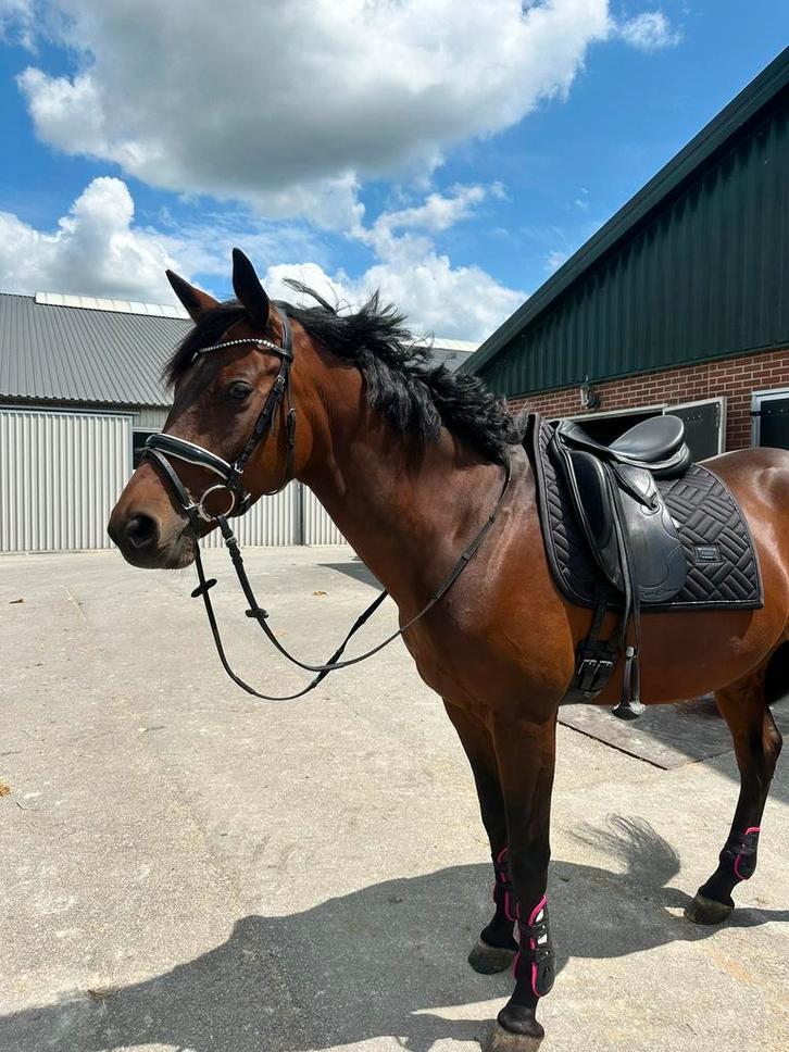 Prestige dresuurzadel/wintec veelzijdigheid zadel, Dieren en Toebehoren, Paarden en Pony's | Zadels, Zo goed als nieuw, Dressuur
