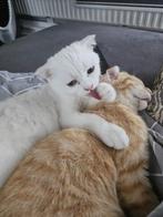 Van de 6 schattige kittens zijn er nog 2 die opzoek zijn!!!, Meerdere dieren