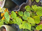 Begonia Evansiana, Ophalen of Verzenden, Zomer, Overige soorten, Volle zon