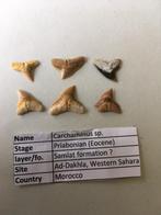 Haaientanden set (19 stuks) uit ad-Dakhla (Marokko), Ophalen of Verzenden, Fossiel