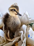 Taxiderma Kuikens met Kroontjes, Ophalen of Verzenden