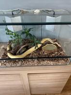 Koningspython banana pin stripe - terraruim, Dieren en Toebehoren, Ophalen, Nieuw, Terrarium of Paludarium
