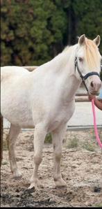 Perlino welsh pony 9 jaar, Dieren en Toebehoren, Pony's, Merrie, Gechipt, Dressuurpony, Niet van toepassing