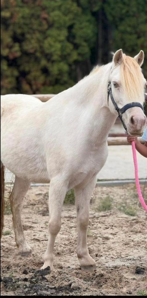 Perlino welsh pony 9 jaar, Dieren en Toebehoren, Pony's, Merrie, Niet van toepassing, B pony (1.17m tot 1.27m), Dressuurpony, 7 tot 10 jaar
