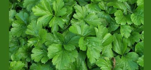 Bodembedekker vanaf €0.80, Tuin en Terras, Planten | Tuinplanten, Bodembedekkers, Halfschaduw, Ophalen of Verzenden