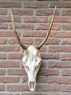 Mooie Edelhert Schedel Met Gewei Jacht Mancave f91, Ophalen of Verzenden, Zo goed als nieuw, Hert, Schedel