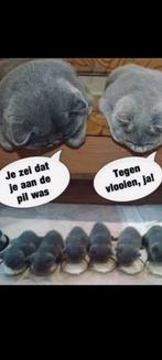 Britse korthaar kittens, Meerdere dieren, Gechipt