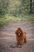 dekreu toy poedel | 24cm | FCI | toypoedel | volledig getest, Dieren en Toebehoren, Honden | Dekreuen, Fokker | Hobbymatig, Reu