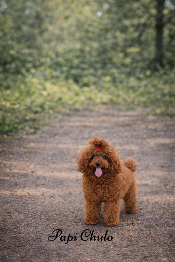 dekreu toy poedel | 24cm | FCI | toypoedel | volledig getest, Dieren en Toebehoren, Honden | Dekreuen, Reu, Fokker | Hobbymatig