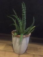 Oude terracotta potten diverse maten biologische planten, Tuin en Terras, Bloempotten, Binnen, Ophalen of Verzenden, Zo goed als nieuw