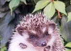 Algerian Hedgehog/Algerijnse Egel/Egel/Witbuikegel, Dieren en Toebehoren, Overige Dieren, Juni, Mannelijk