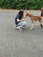 4 Welsh merrieveulens, lief karakter, Dieren en Toebehoren, Pony's, Merrie, A pony (tot 1.17m), Onbeleerd, Recreatiepony