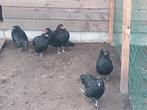 Broedeieren en kuikens Australorp, Dieren en Toebehoren, Pluimvee, Geslacht onbekend, Kip