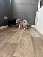 Knapste chihuahua pups! MOGEN HET NEST VERLATEN!❤️, Dieren en Toebehoren, CDV (hondenziekte), 8 tot 15 weken, Meerdere, Meerdere dieren