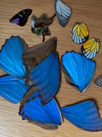 Taxidermie: verzameling vlinders (Morpho Didius etc), Verzamelen, Dierenverzamelingen, Ophalen of Verzenden, Zo goed als nieuw