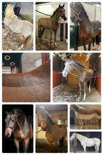Paard / pony scheren heel Nl+DE   (+10 jaar ervaring)