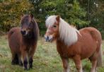 Gezocht: Landbouwgrond geschikt voor paarden om aan te kopen, 2 of 3 paarden of pony's, Weidegang
