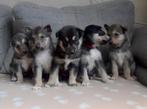 Siberische Husky Pups – nog enkele pups beschikbaar, Rabiës (hondsdolheid), 8 tot 15 weken, Poolhond, Meerdere