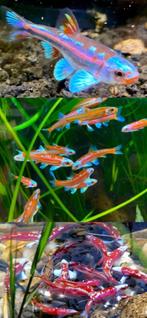 Geen goudvissen, shubukin, steur, baars, elrits, winde, koi, Karper of Koi