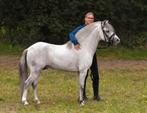 Sevillano, een spaans gefokte Welsh.en een appaloosa Welsh, Dieren en Toebehoren, Pony's, Ruin, Recreatiepony