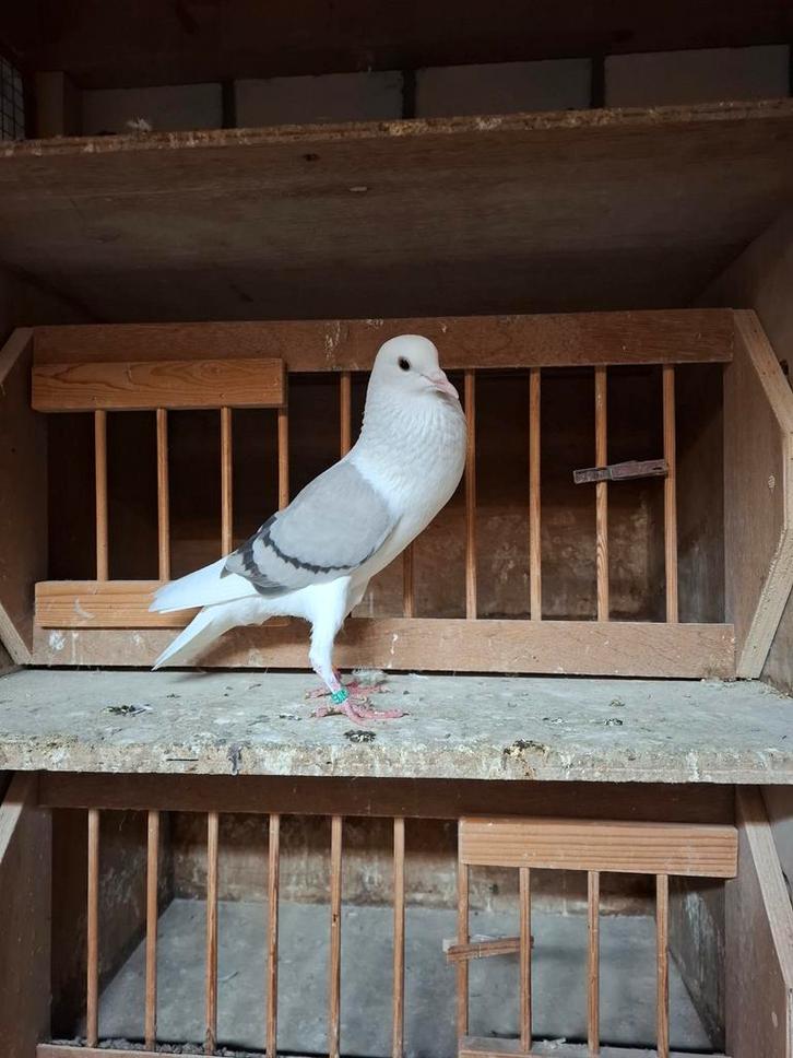 8 voorburgse schildkroppers, Dieren en Toebehoren, Vogels | Duiven, Kropper, Meerdere dieren