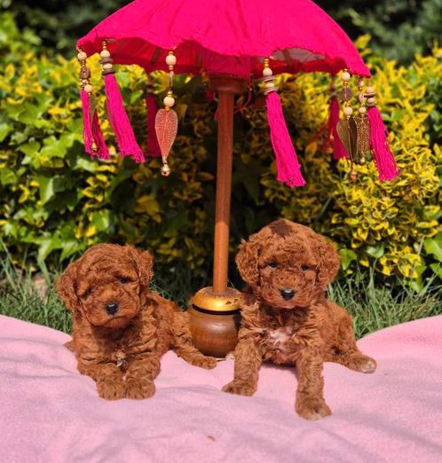 Prachtige toy poedel pups, Dieren en Toebehoren, Honden | Chihuahua's en Gezelschapshonden, Reu, Poedel, Fokker | Professioneel