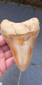 Megalodon haaientand 12,2 cm fossiel uit Indonesië, Verzamelen, Mineralen en Fossielen, Ophalen of Verzenden, Fossiel