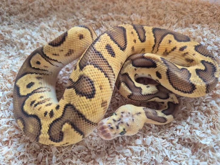 Python regius 1.0 enchi pastel cypress clown