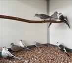 Bonte diamantduifjes, Meerdere dieren, Overige soorten