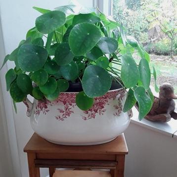 Prachtige grote en gezonde pannenkoekplant in kunststof pot  beschikbaar voor biedingen