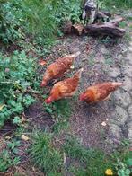 3 legkippen te koop., Dieren en Toebehoren, Pluimvee, Vrouwelijk, Kip