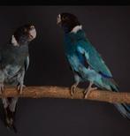 Gezocht Twenty eight blauw man, Dieren en Toebehoren, Vogels | Parkieten en Papegaaien, Mannelijk, Parkiet